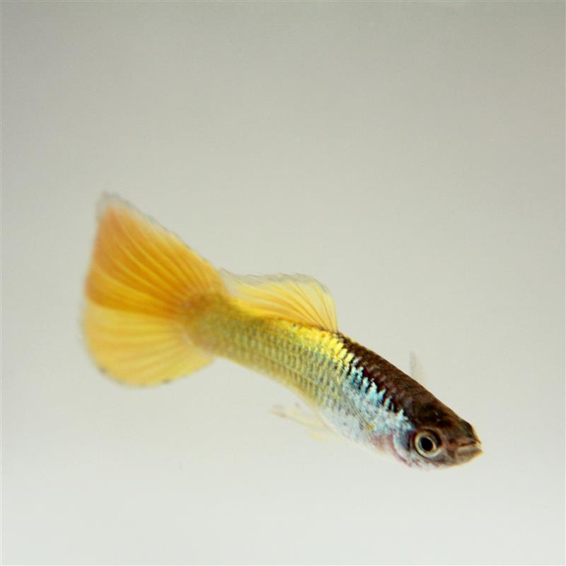 Poecilia ret.   Guppy German yellow M